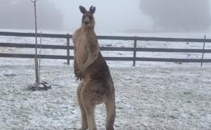 Nevjerovatno: Pogledajte kako kengur drhti od zime