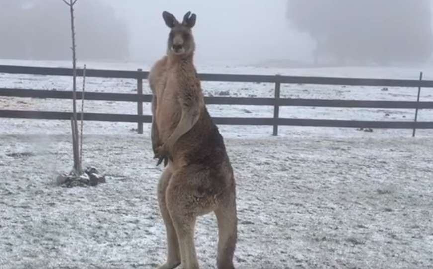 Nevjerovatno: Pogledajte kako kengur drhti od zime