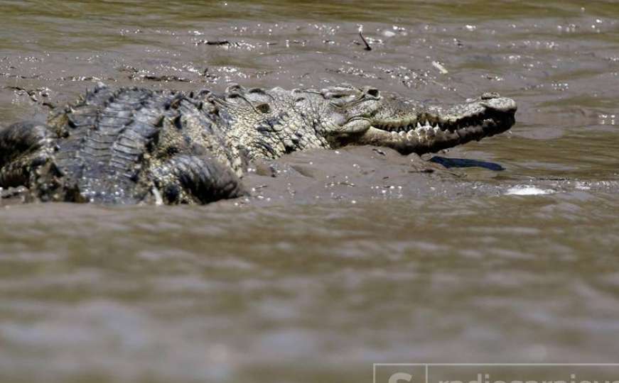 Krokodil pojeo dječaka pred očima njegovih roditelja