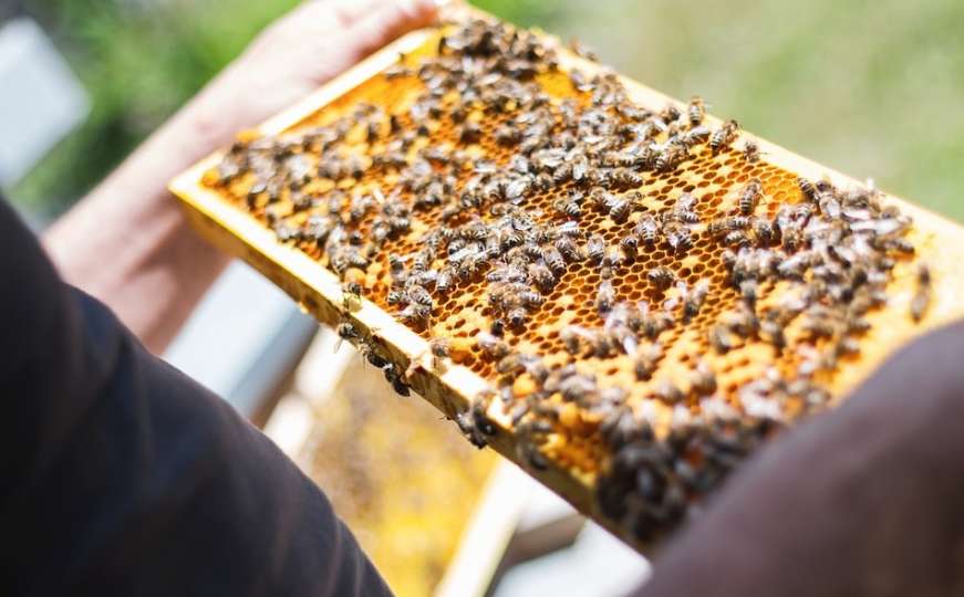 Za tri mjeseca u Brazilu uginulo više od pola milijarde pčela