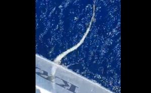 Šta je to u Jadranu - biće koje nije često na ovim prostorima