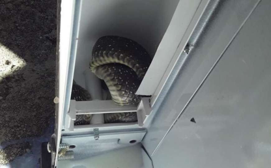 Vjerovali ili ne: Žena u Trebinju našla zmiju u frižideru