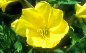 Slavenski cvjetni horoskop: Provjerite koji ste cvijet i šta to znači