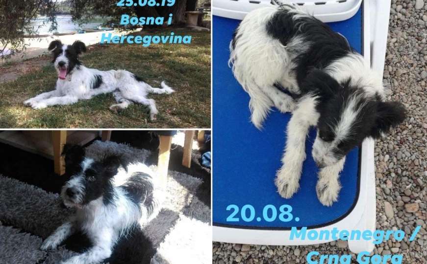 Ljubav bez granica: Ostavljeni pas na plaži u Dobrim Vodama ima nove vlasnike