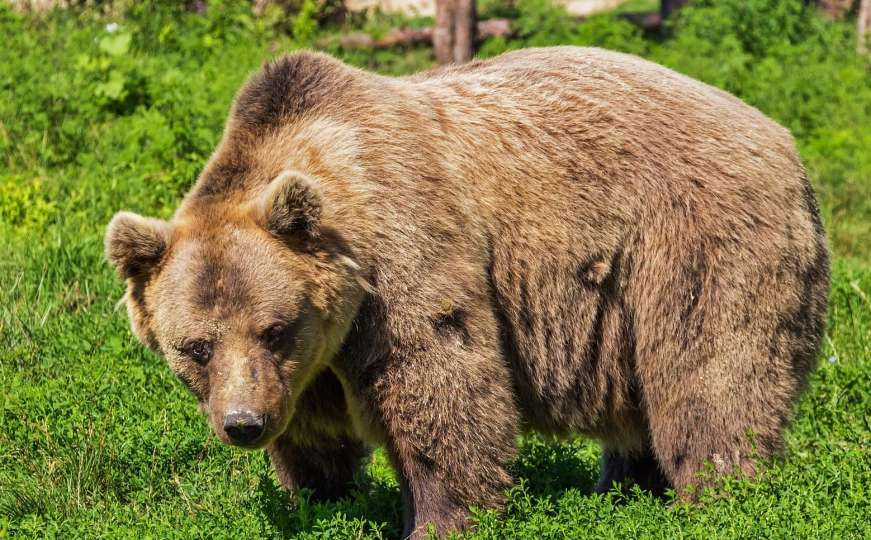 Milka Milinković živi u strahu od medvjeda: Pas laje na njega, a on ne benda