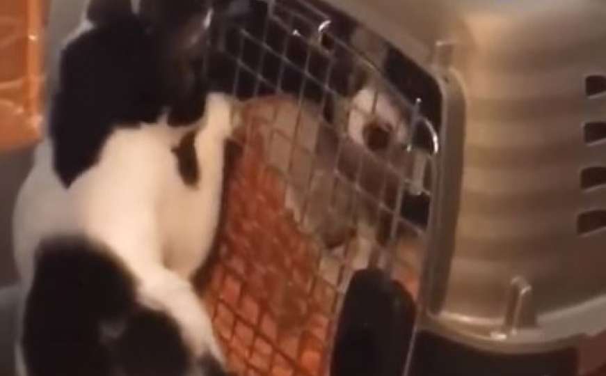 Majstorski posao: Mačka oslobodila psiće iz kazne
