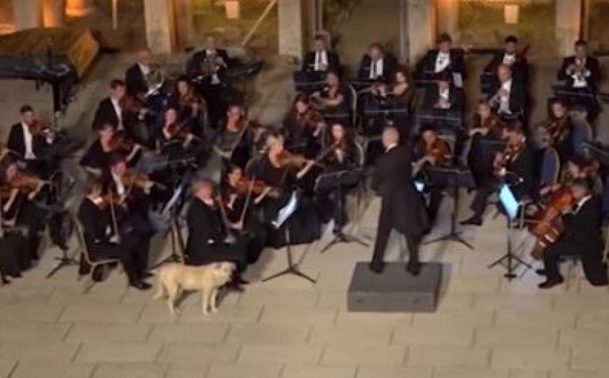 Simpatično i neočekivano: Zlatni retriver "ukrao" show Bečkom orkestru 