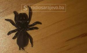 Sarajka upozorila: U stanu sam pronašla otrovnog australskog pauka?