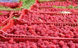 Bićo: Sramotno je da uvozimo 92 posto hrane koja se u BiH konzumira