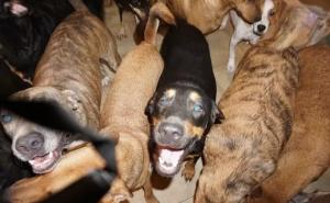 Zbrinula skoro stotinu pasa tokom uragana Dorian