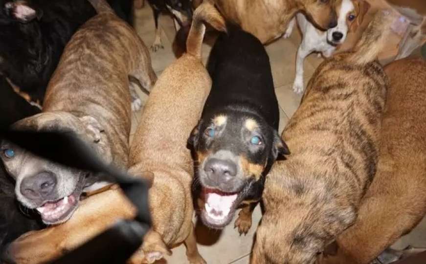 Zbrinula skoro stotinu pasa tokom uragana Dorian