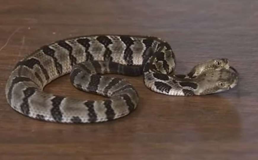 Jedinstvena i neobična zmija: Naučnici otkrili dvoglavu zvečarku