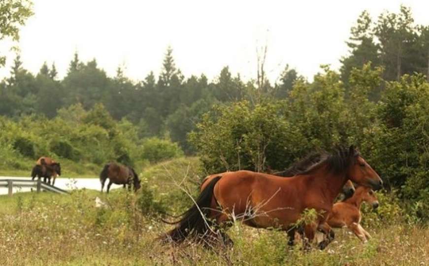 Lijepe vijesti: Divlji konji opet slobodno trče Jasenovim Potocima