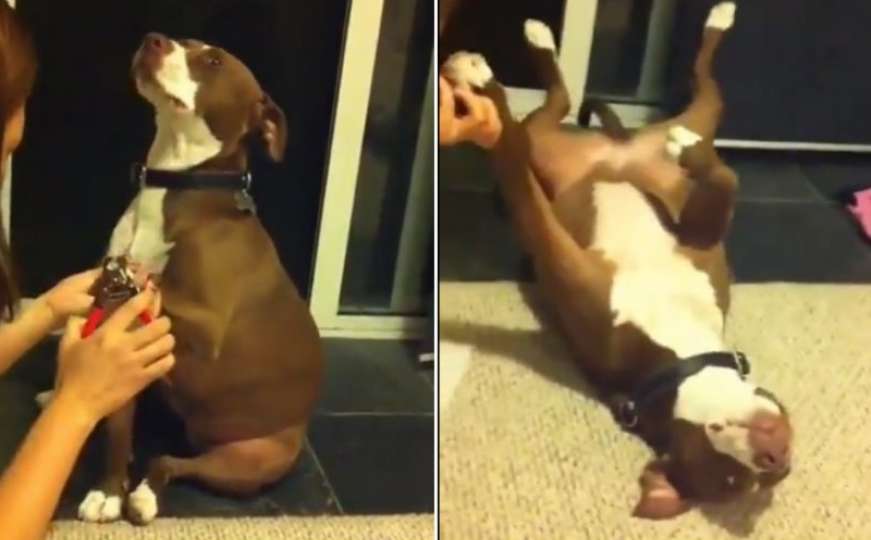 Najdramatičniji pas ikad: Samo su mu htjeli skratiti nokte, a on se teatralno srušio