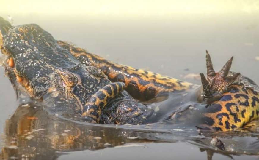 Za život ili smrt: Pogledajte dramatičnu borbu između anakonde i krokodila