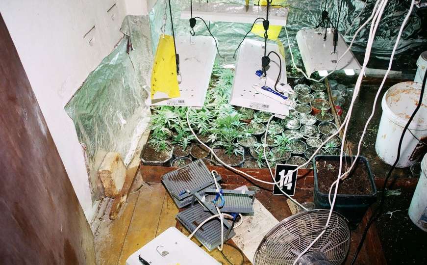 U Sarajevu otkrivene do sada najveće savremene laboratorije za uzgoj marihuane