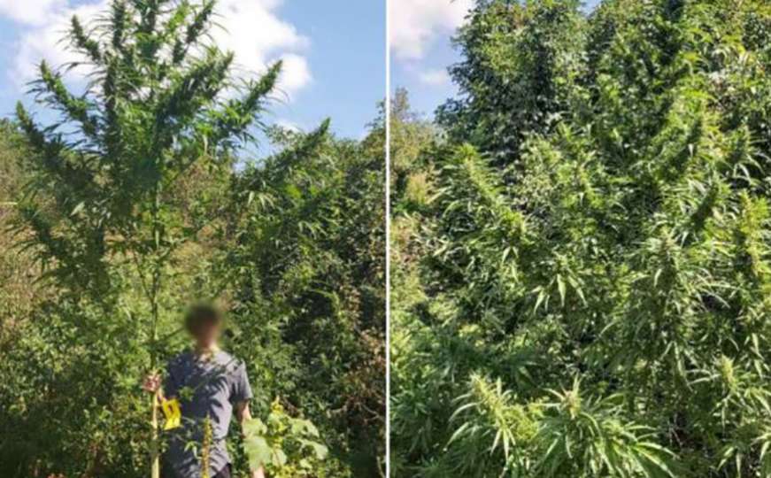 Samo kod nas: Policija pronašla najvišu stabljiku marihuane u BiH ikad
