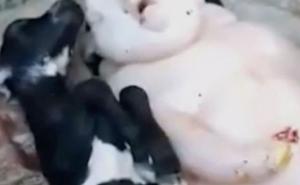 Uznemirujući snimak: Koza okotila "mješanca svinje i čovjeka"?!?