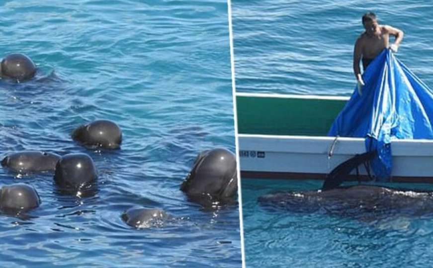Jezivi snimak lova na delfine u Japanu: "Tješili" jedni druge prije smrti