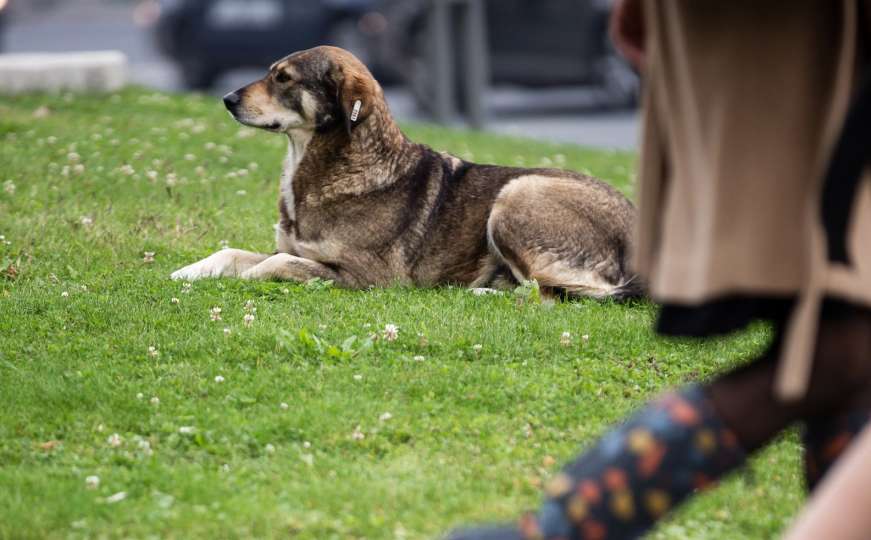 Dogs Trust: Pad u broju napuštenih pasa u Kantonu Sarajevo