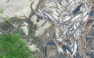 Sarajevski ribolovci upozoravaju: Moguć novi ekološki incident