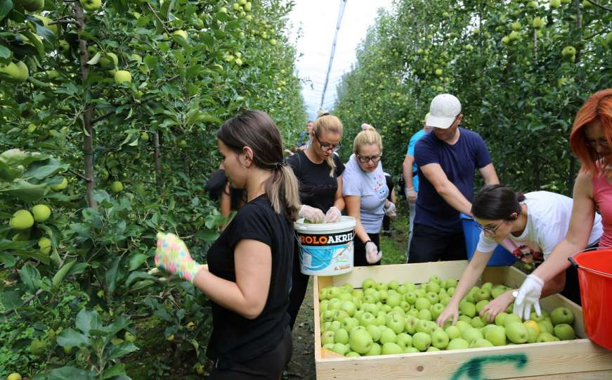 Zaposlenici Uprave Konzuma u akciji branja jabuka za donaciju dječijem domu