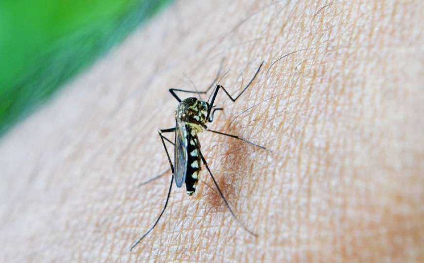 Zbog divljih deponija u BiH se pojavile nove vrste komaraca koje prenose opasne bolesti