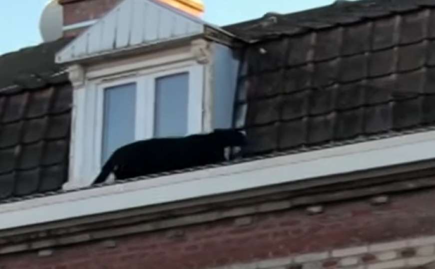 Crni panter prošetao krovovima francuskog grada: Niko ne zna odakle je došao