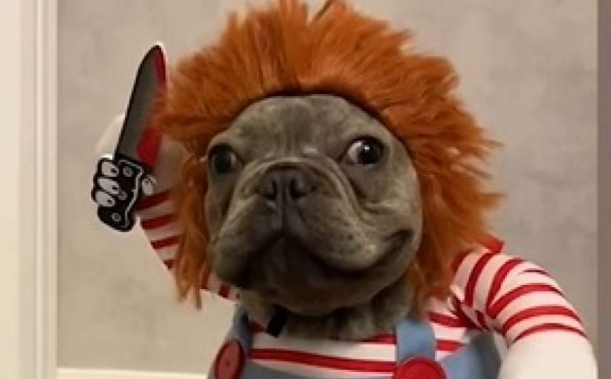 Chucky ponovo napada: Preslatki pas kao demonska lutka