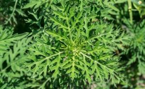 Kako polen ambrozije utječe na zdravlje čovjeka