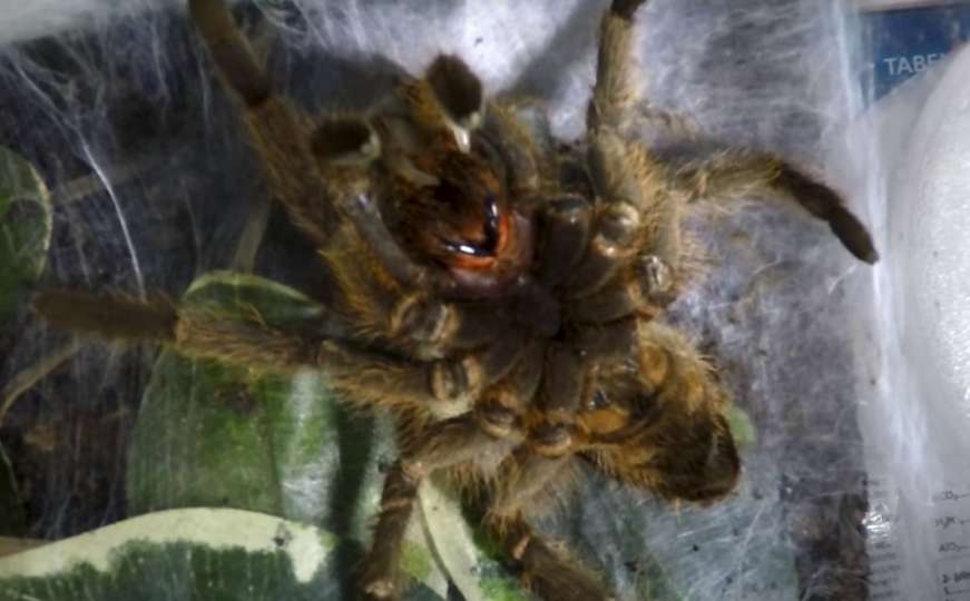 Stručnjaci savjetuju zašto ne bi trebalo da ubijamo paukove