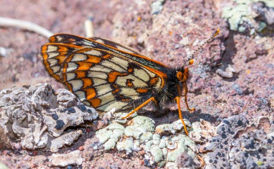 Pronađena drevna i misteriozna vrsta leptira još iz ledenog doba
