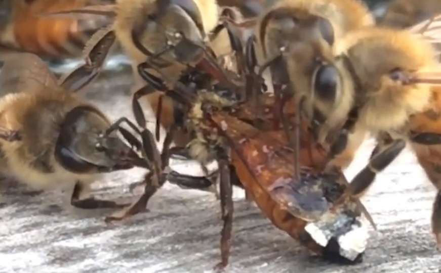 Predivno: Pogledajte kako pčele spašavaju život svoje prijateljice
