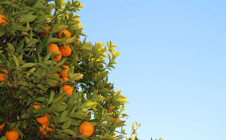Jesenji eliksir zdravlja: Bitni razlozi zašto jesti mandarine