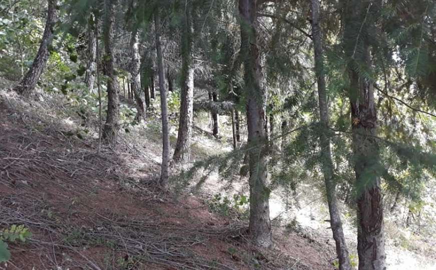 Mostarac u rodnom selu ratne 1992. zasadio šumu, danas je ogromna