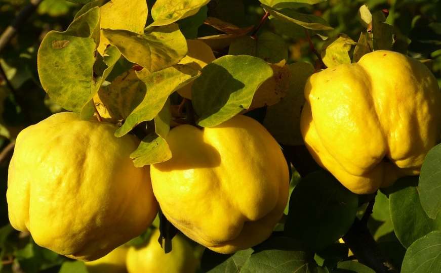 Blagotvorno voće: Vitaminska bomba jeseni od davnina poznata u narodnoj medicini