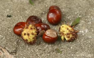 Ukusna poslastica zlatnog doba: Šta sve liječi kesten