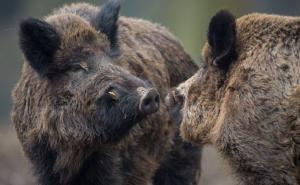 Porodica otišla u lov na vepra: Otac se nije vratio jer ga je sin – ubio