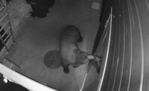 Sve su lukaviji: Medvjed naučio koristiti šteku i pokušao ući u kuću