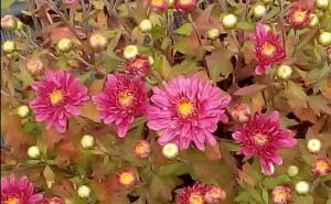 Predivno: Novi cvijetni dekor krasit će Sarajevo i ove jeseni