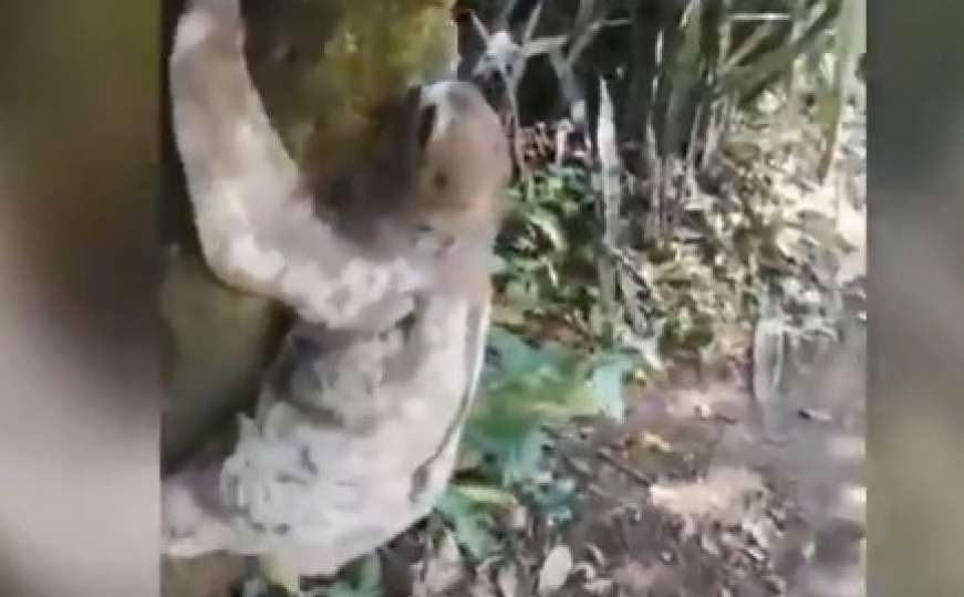 Ovo je najsporiji video na internetu: Jedu, spavaju i vise na drveću