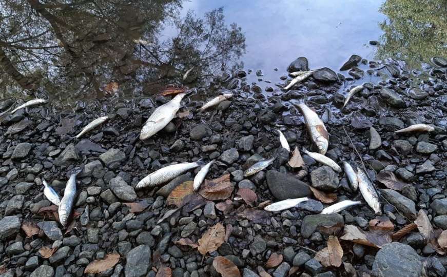 Zagađenje: Opet pomor ribe u rijeci Spreči!