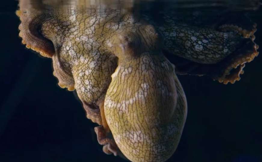 Hobotnica fascinirala svijet: Nevjerovatno šta joj se događa s tijelom dok spava