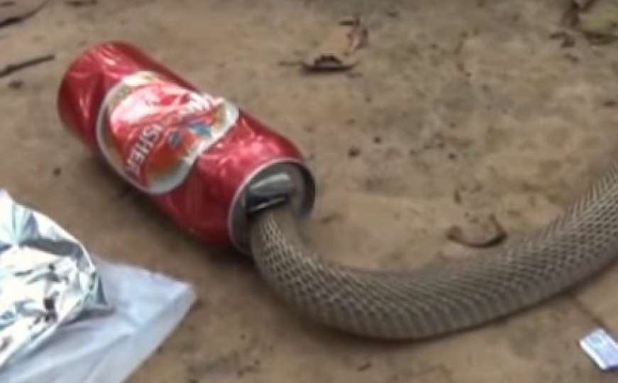 Žedna indijska kobra zaglavila se u limenci piva