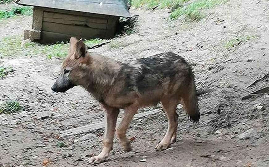Još jedna beba u Pionirskoj dolini: Od uginuća spasili malenog vuka