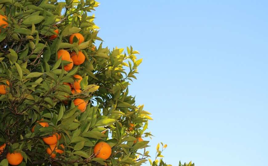 Vrijeme je za mandarine: Zašto bi okrugle slatkice trebale biti dio vaše prehrane