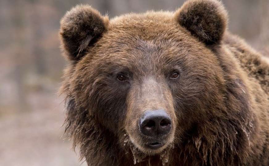 Nezapamćena tragedija: Medvjed ubio bivšeg političara