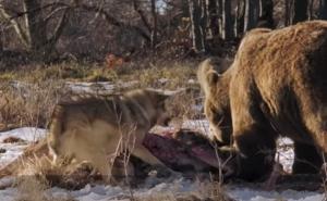 Pogledajte borbu vuka i medvjeda: Ko je izvukao deblji kraj?