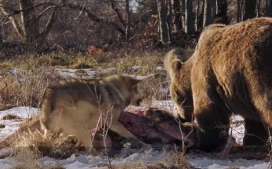 Pogledajte borbu vuka i medvjeda: Ko je izvukao deblji kraj?