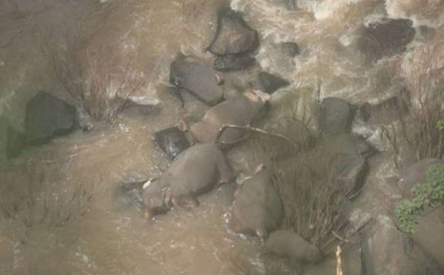 Tuga: Pet slonova poginulo spašavajući bebu slonića koja je pala niz vodopad